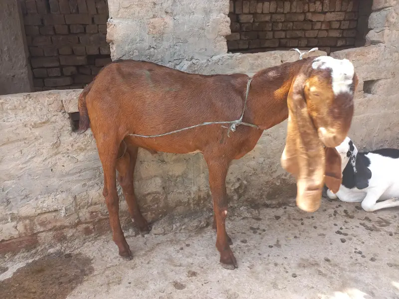 Nagri Bakra for Sale — photo 5