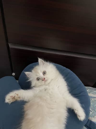 Pure persian kitten for sale