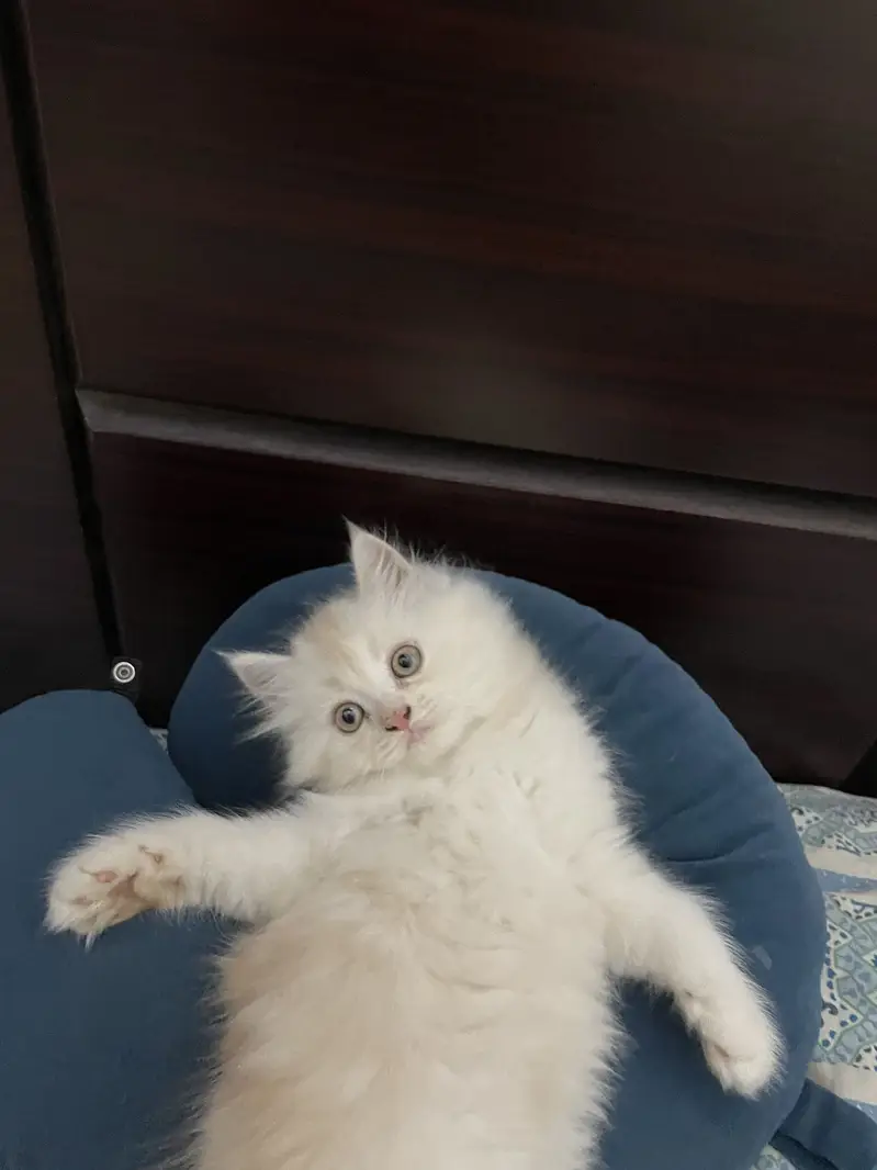 Pure persian kitten for sale — photo 3