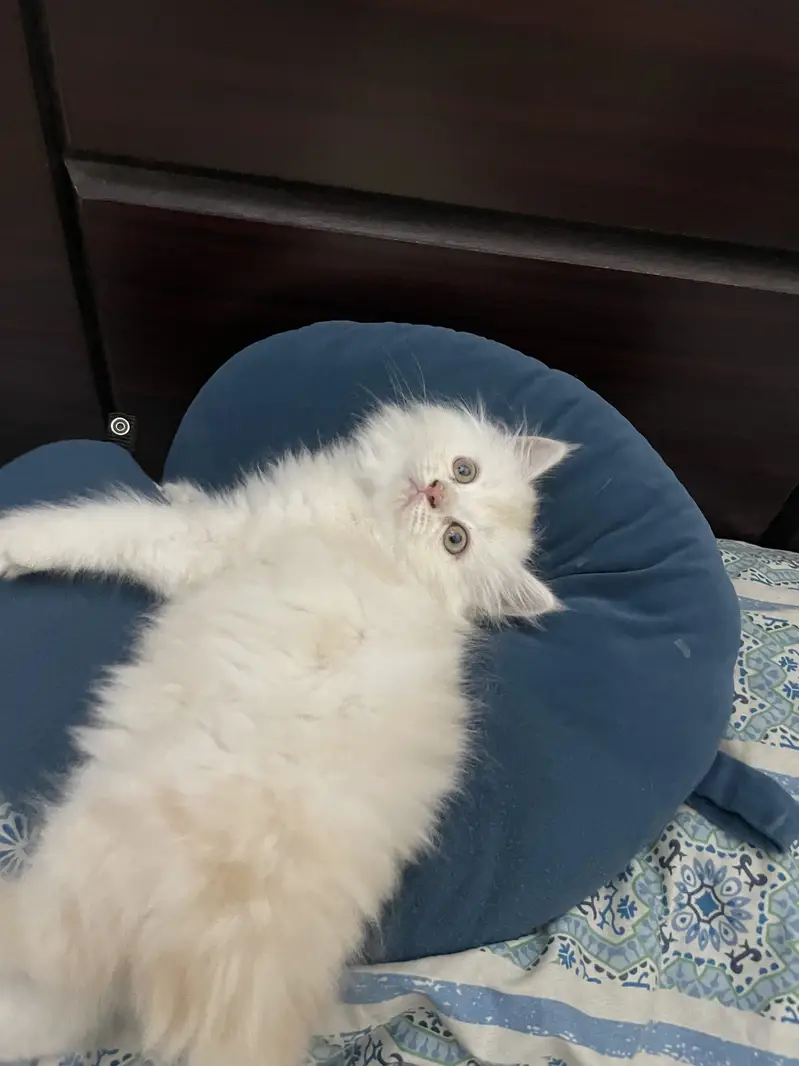 Pure persian kitten for sale — photo 2