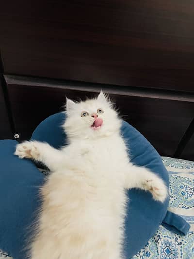 Pure persian kitten for sale
