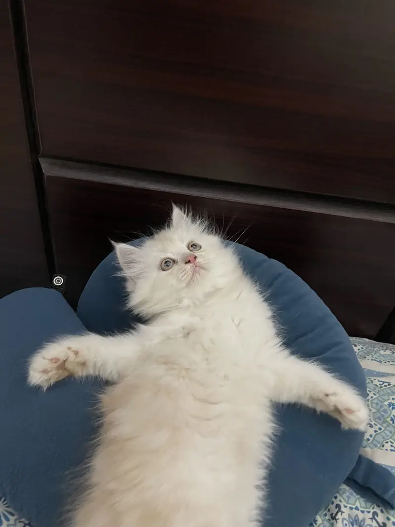 Pure persian kitten for sale — photo 4