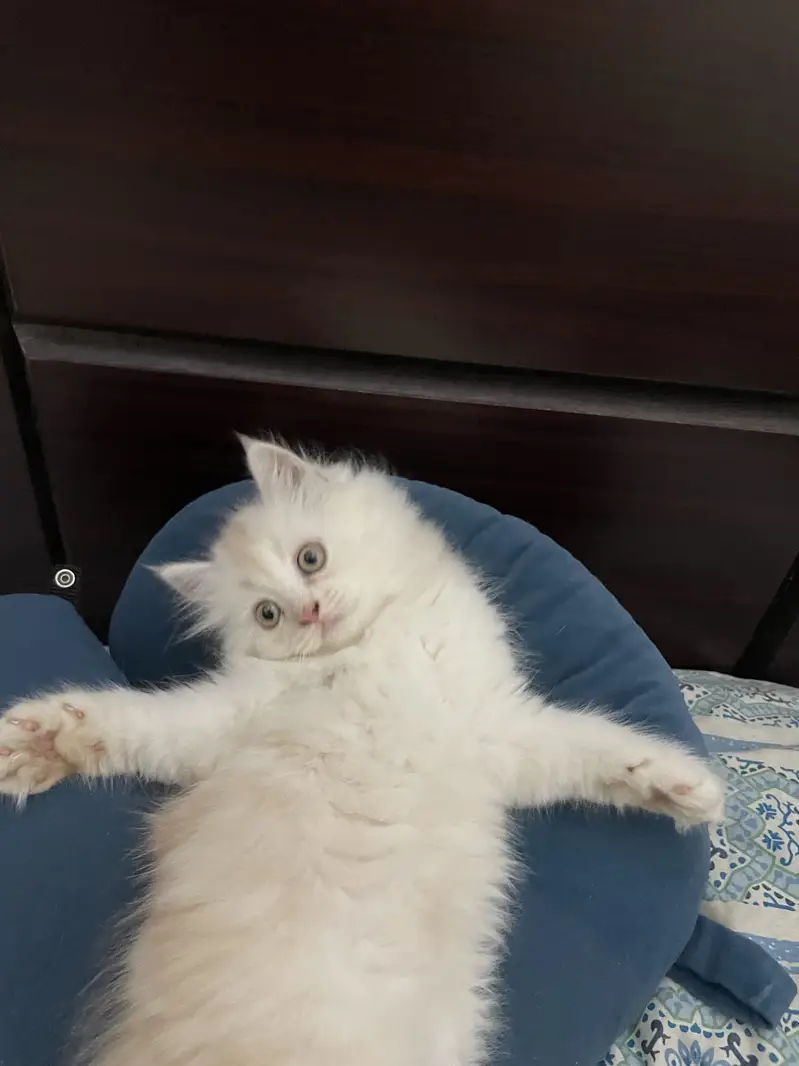 Pure persian kitten for sale — photo 5