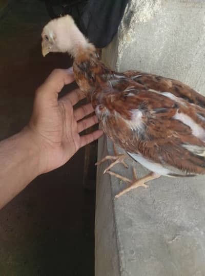 chooza aseel
