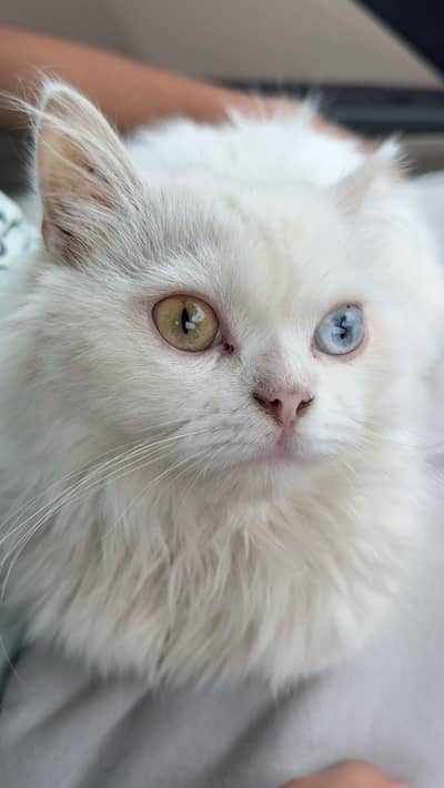 Active & Healthy White Cat with Blue & Amber Eyes