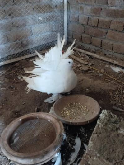 Fantail Available