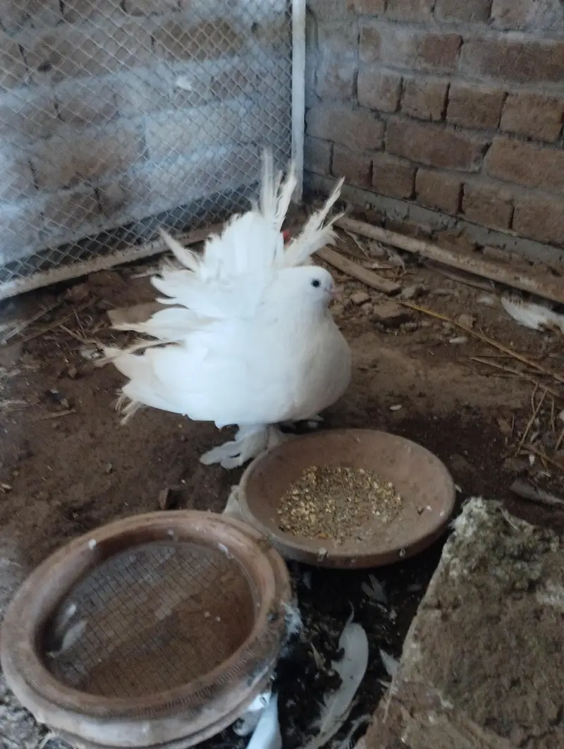 Fantail Available