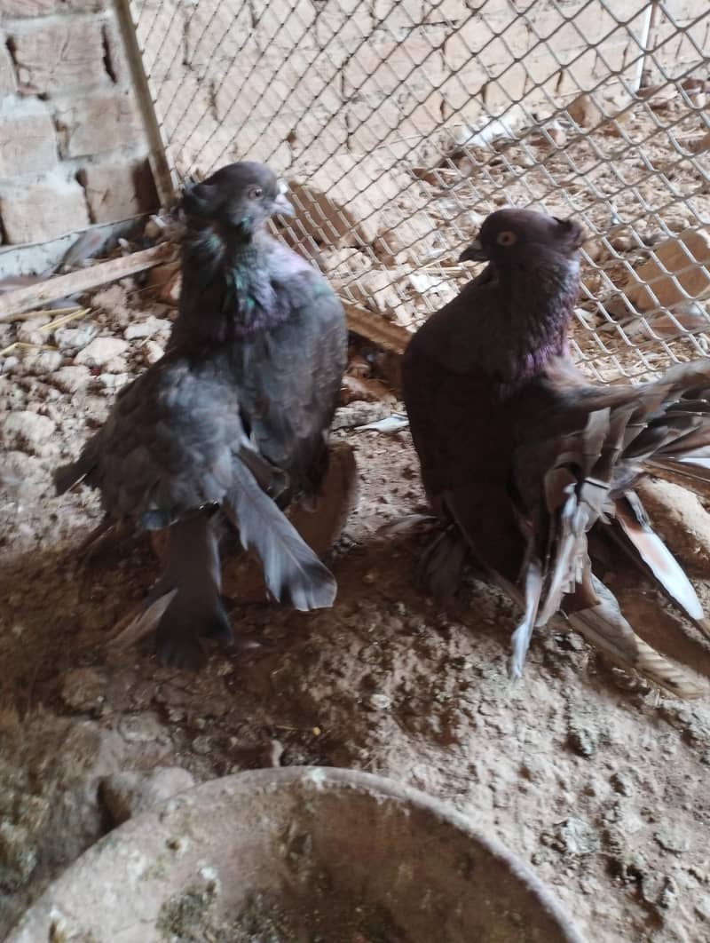 Fantail Available 1