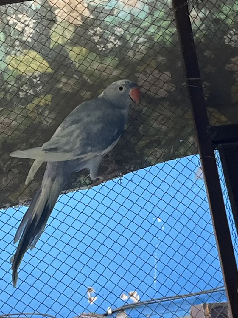 Recessive paid male