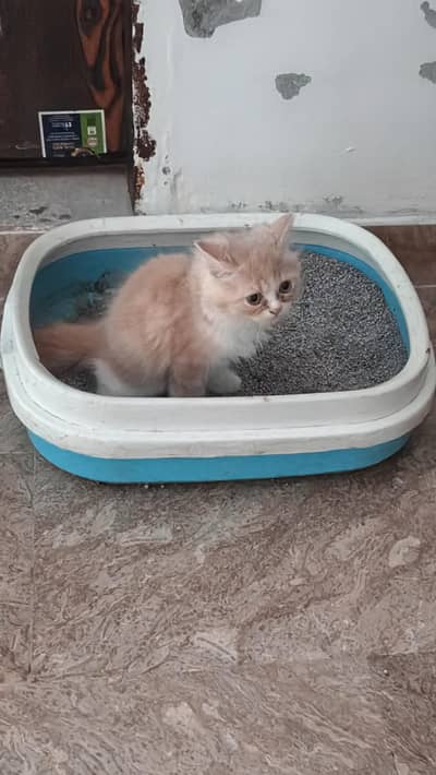 2 month age