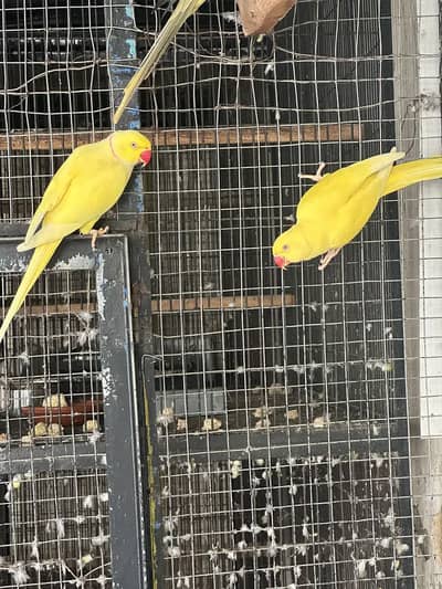 parrot for sale | handsome parrot for sale