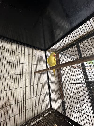 parrot for sale | handsome parrot for sale
