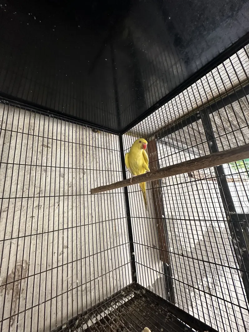 parrot for sale | handsome parrot for sale — photo 3