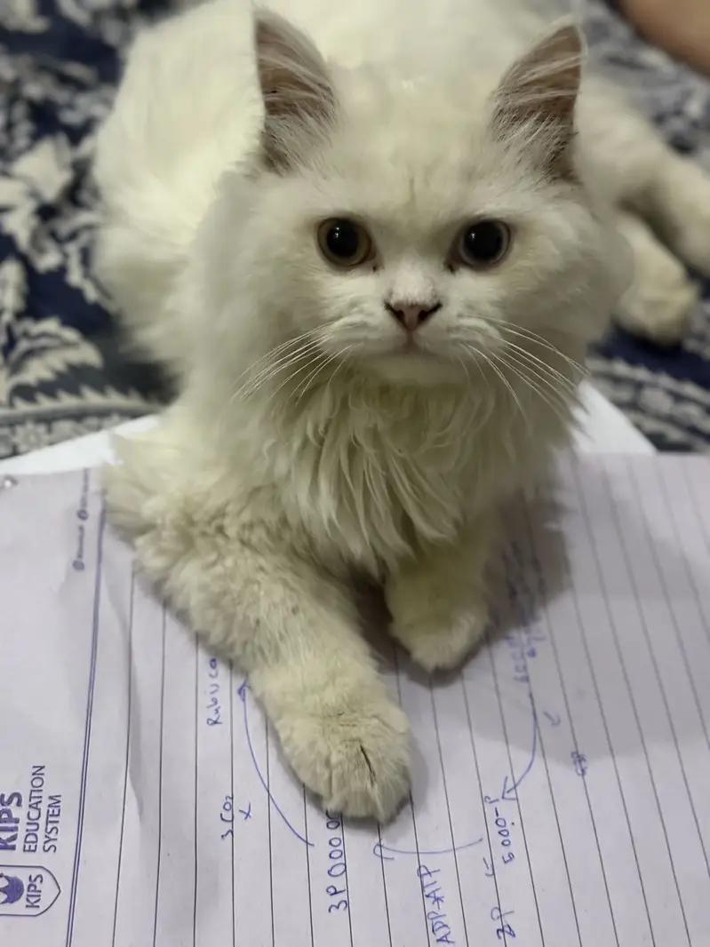 Active & Healthy White Cat with Blue & Amber Eyes — photo 2