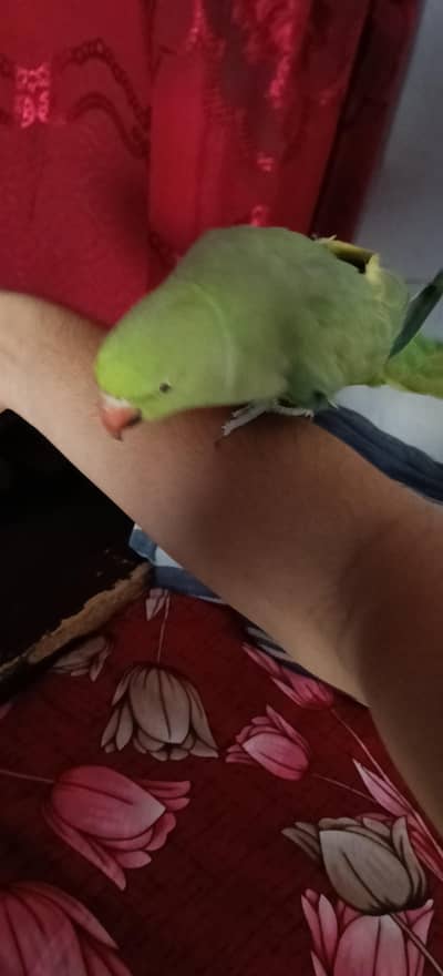 female ringneck parrot