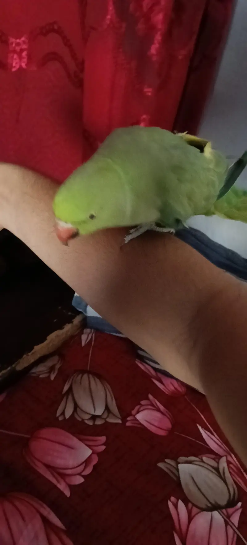female ringneck parrot