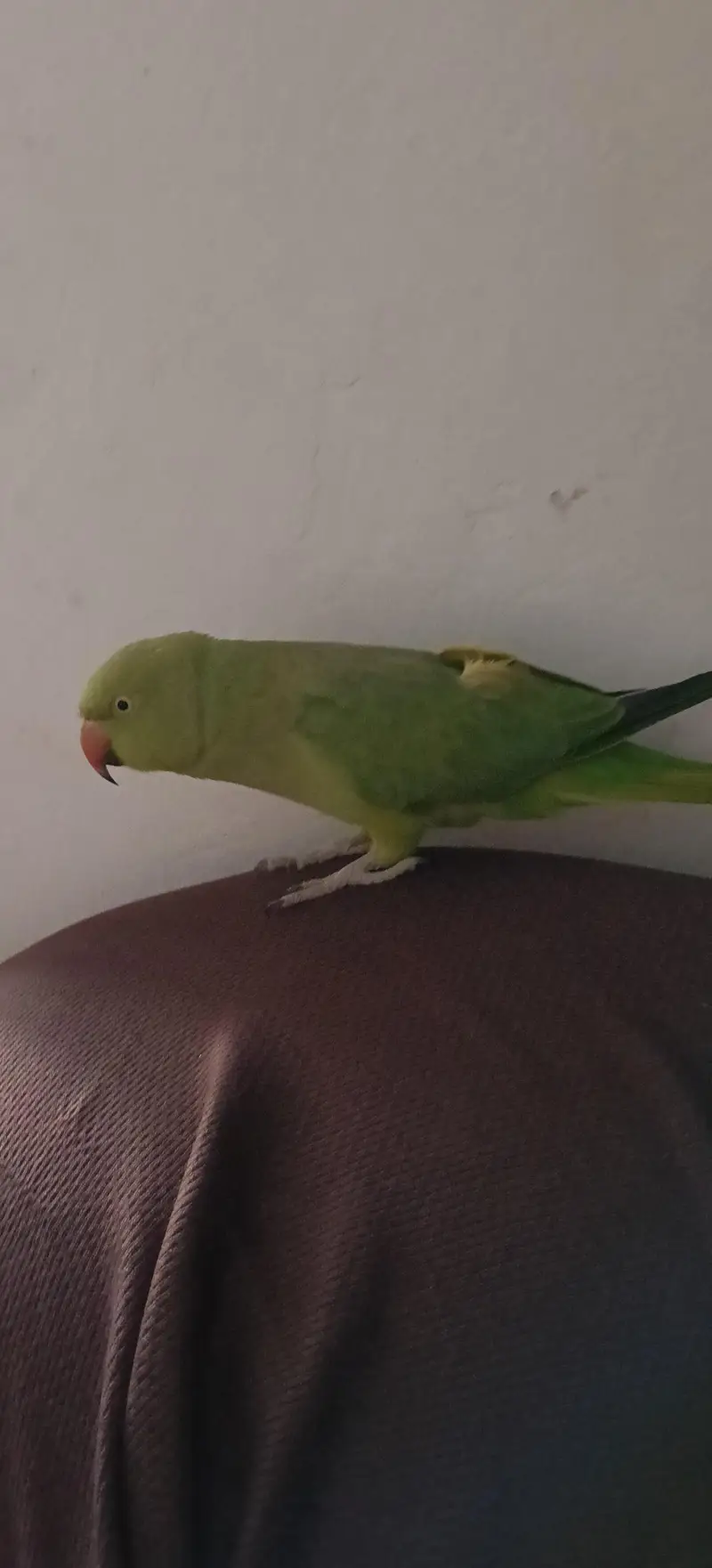 female ringneck parrot — photo 2