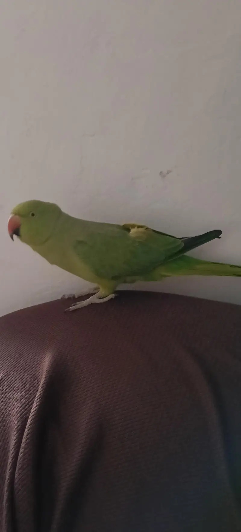 female ringneck parrot — photo 3