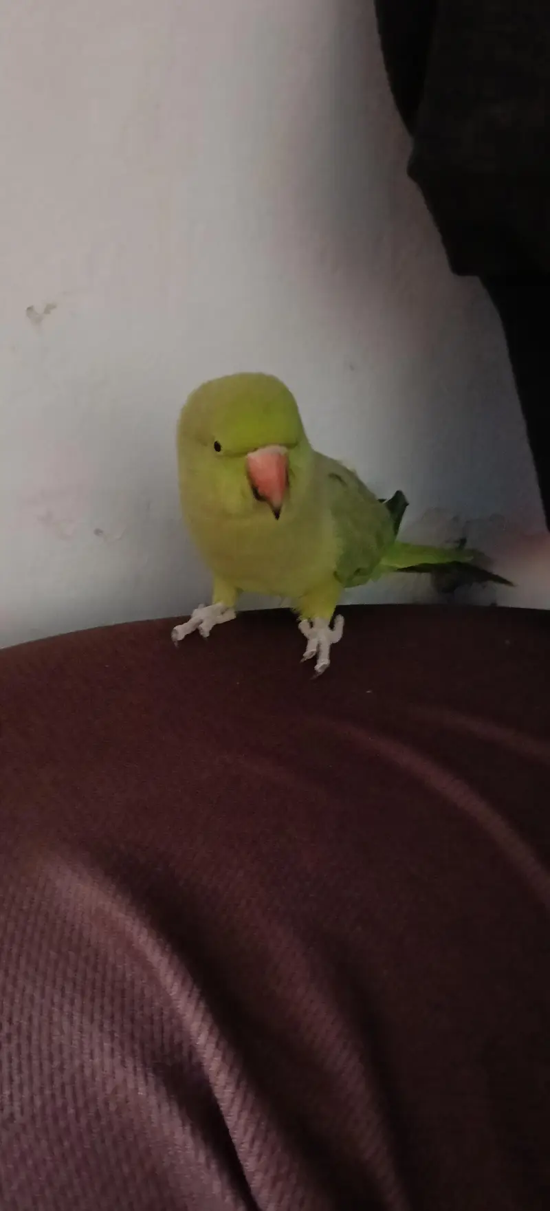 female ringneck parrot — photo 4
