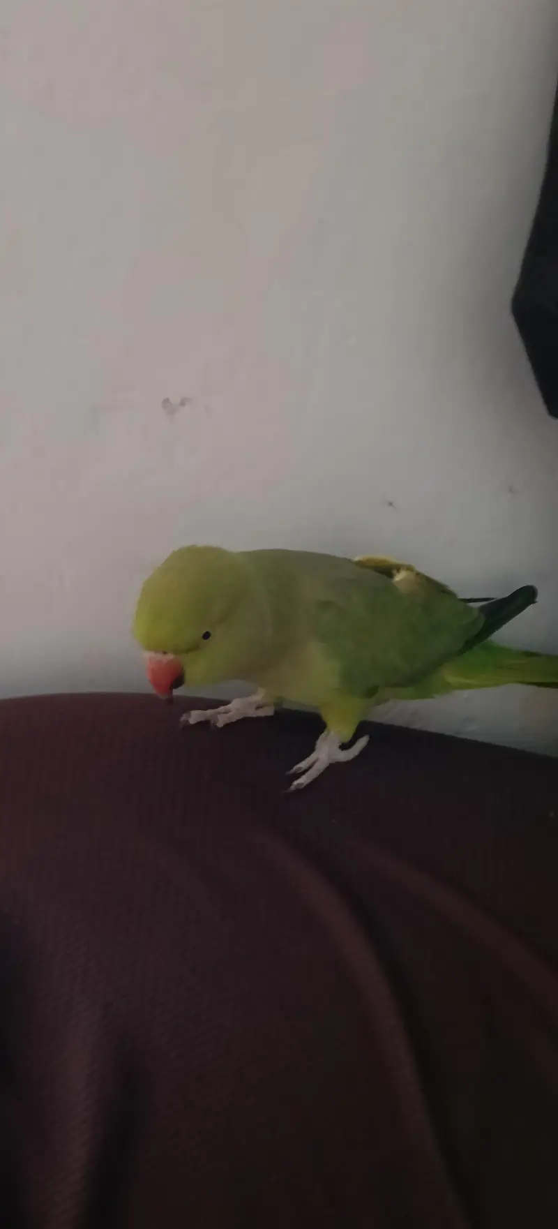 female ringneck parrot — photo 5
