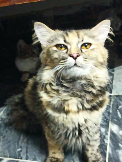 domestic cats