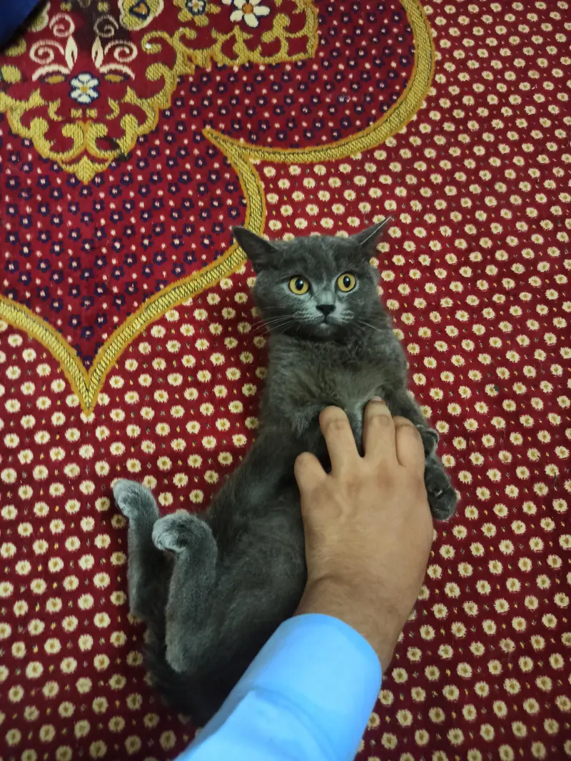 domestic cats — photo 2