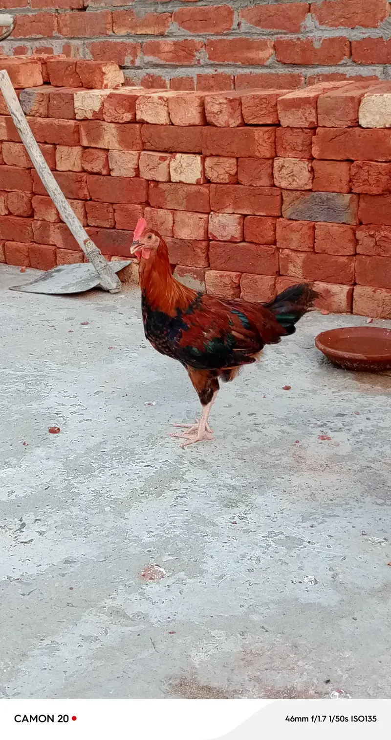 1 murga 3 murghian