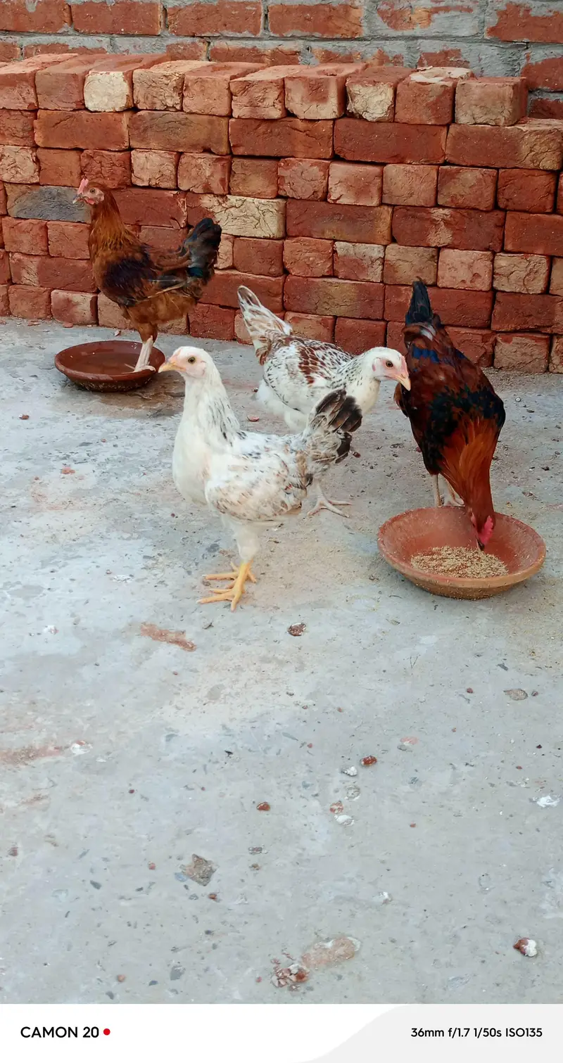 1 murga 3 murghian — photo 2