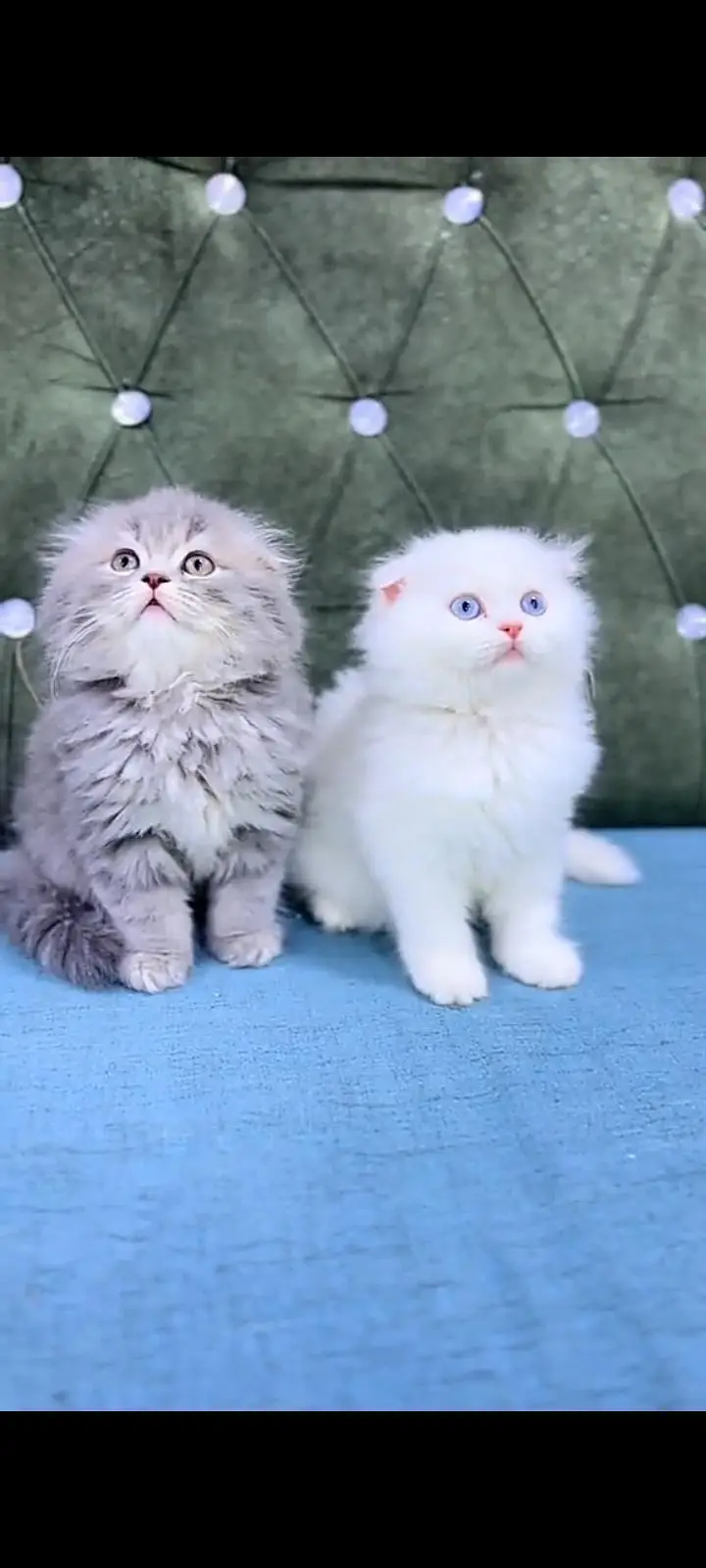 Quality Persian Punch Face cat &kittens 03476305771 WhatsApp — photo 2