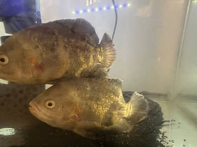 Beautiful Oscar Pair + Adult Nicaraguan Cichlid for Sale 