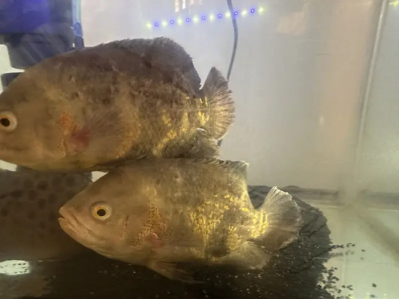 Beautiful Oscar Pair + Adult Nicaraguan Cichlid for Sale 