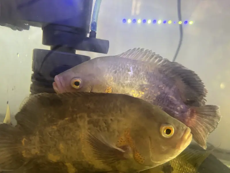 Beautiful Oscar Pair + Adult Nicaraguan Cichlid for Sale  — photo 2