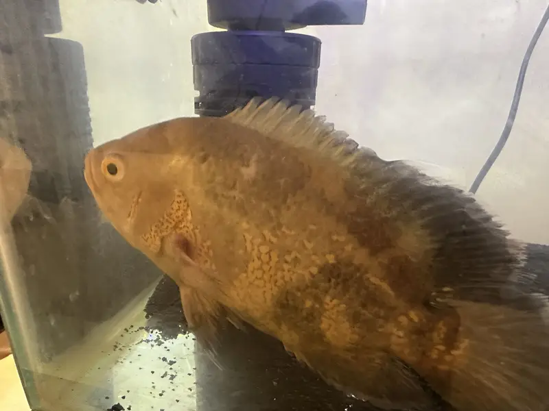 Beautiful Oscar Pair + Adult Nicaraguan Cichlid for Sale  — photo 3
