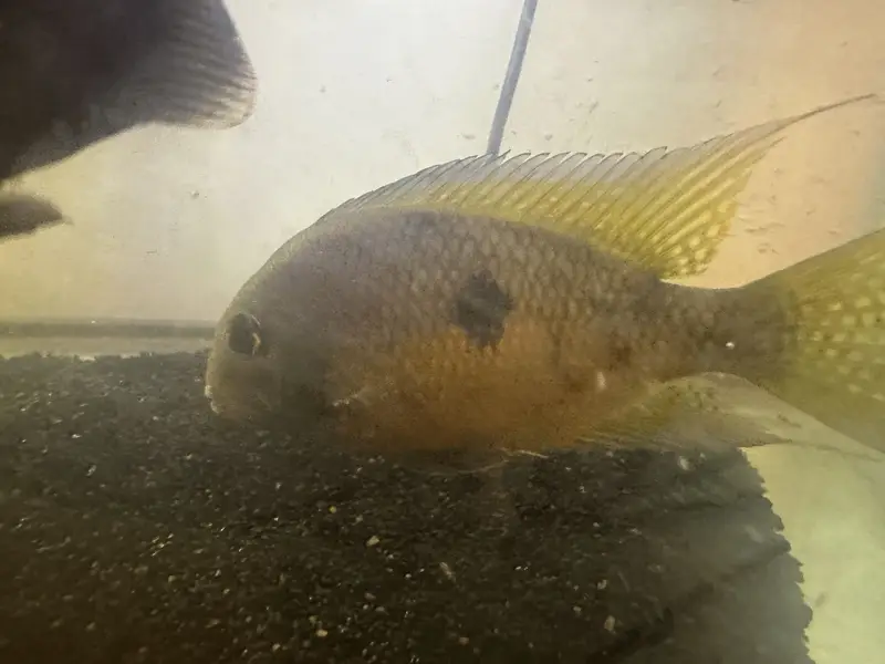 Beautiful Oscar Pair + Adult Nicaraguan Cichlid for Sale  — photo 4