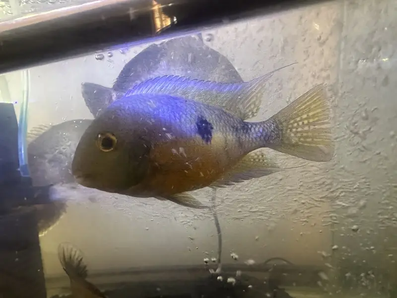 Beautiful Oscar Pair + Adult Nicaraguan Cichlid for Sale  — photo 5