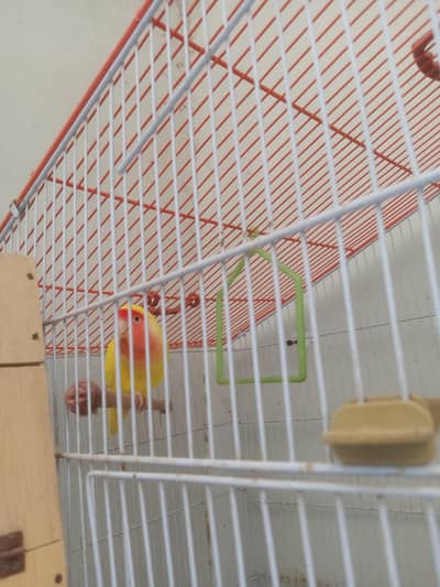 love birds lutino