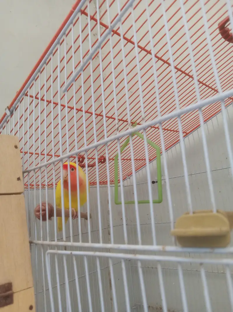 love birds lutino