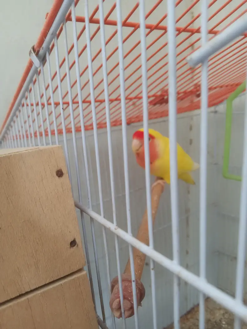 love birds lutino — photo 2