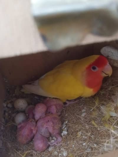 love birds lutino