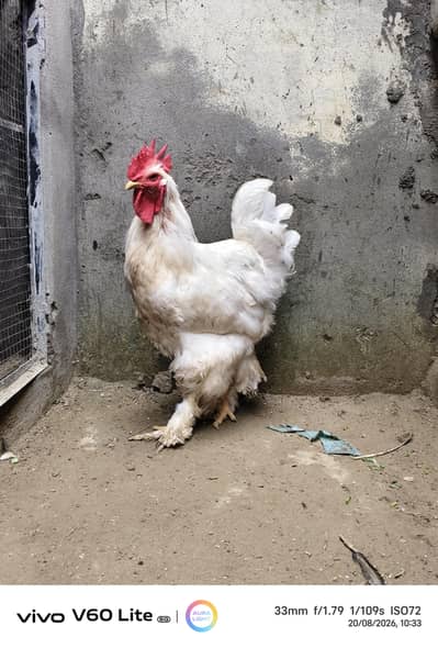 White heavy chochine Eggs