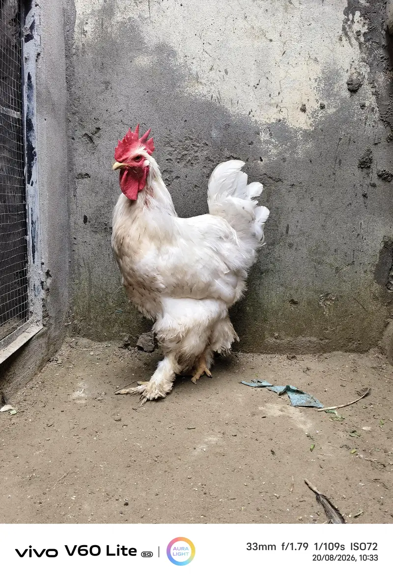 White heavy chochine Eggs