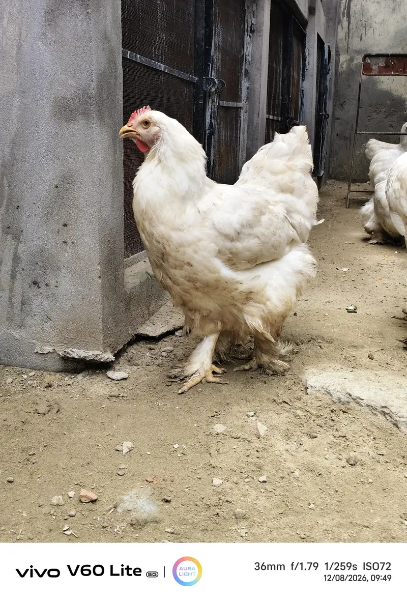 White heavy chochine Eggs — photo 2