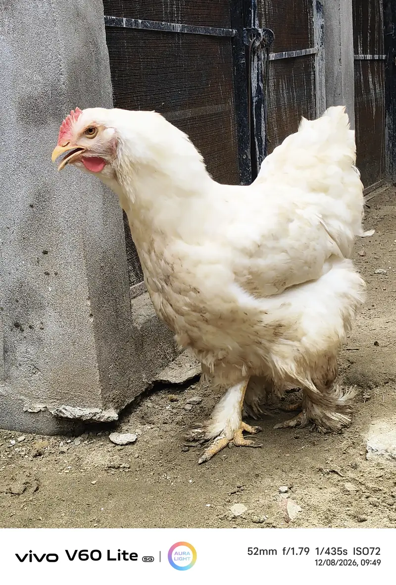 White heavy chochine Eggs — photo 3