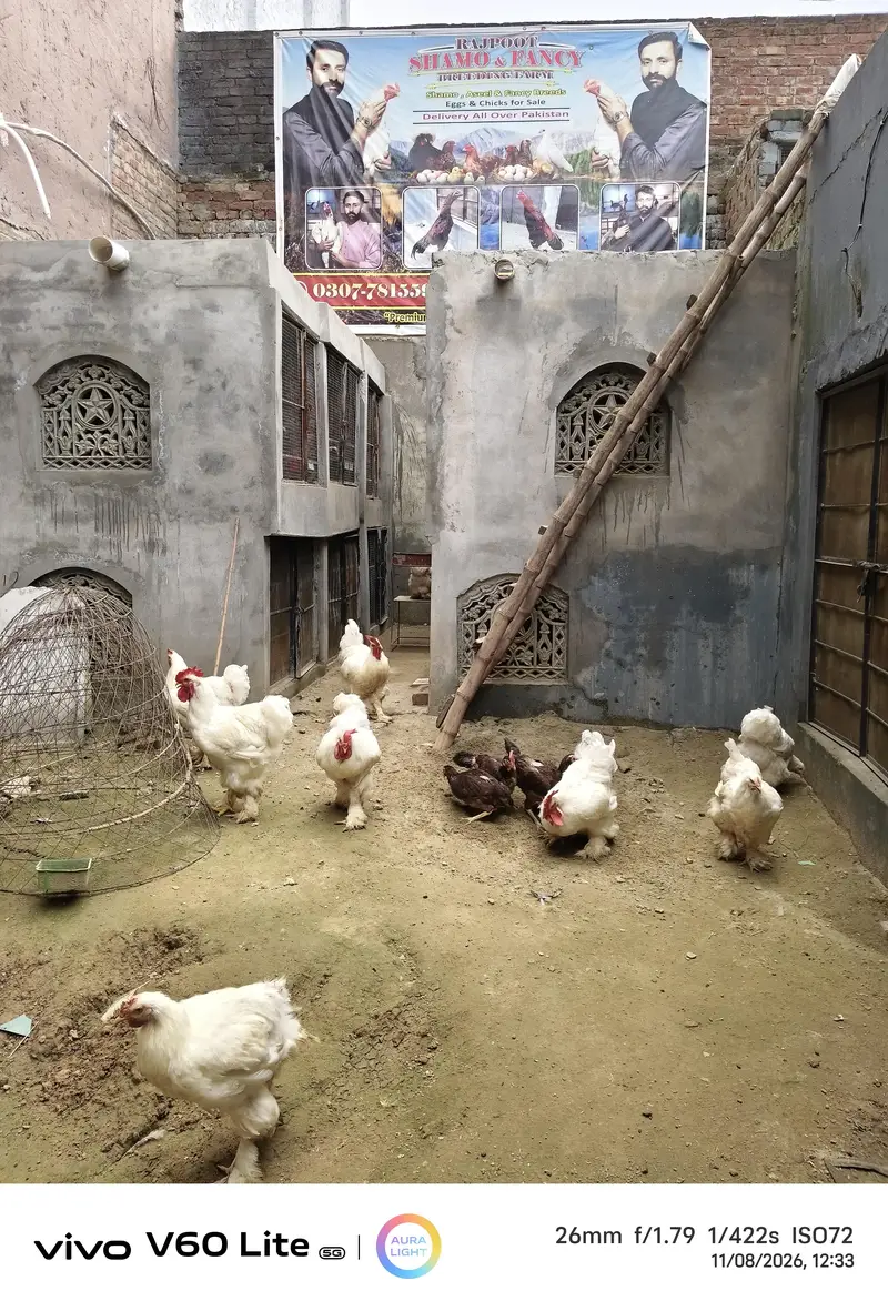 White heavy chochine Eggs — photo 4