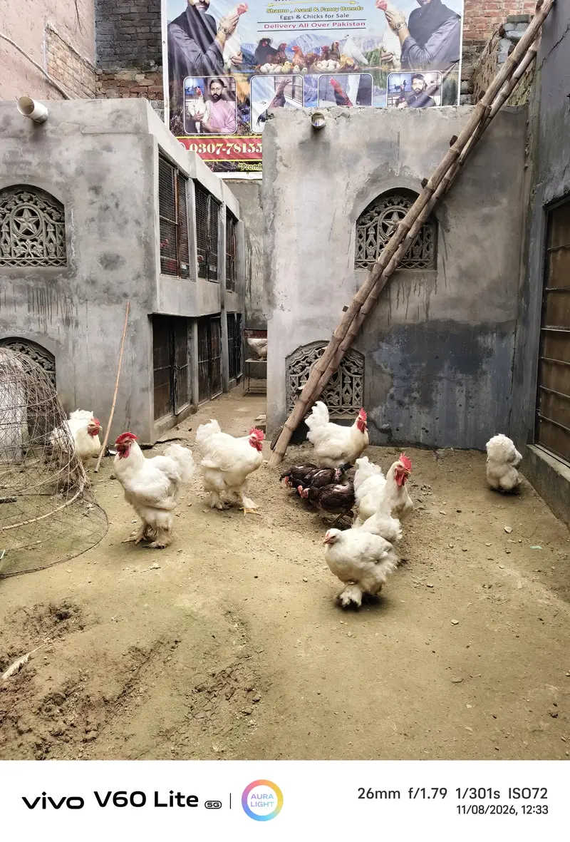White heavy chochine Eggs — photo 5