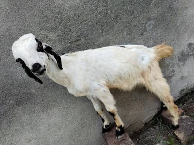 bakra 4 sale 03238510786