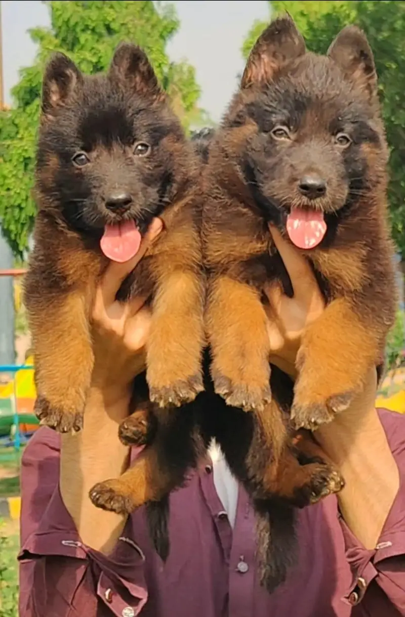 black and Golden German Shepherd long coat pearforce heavy bone marks