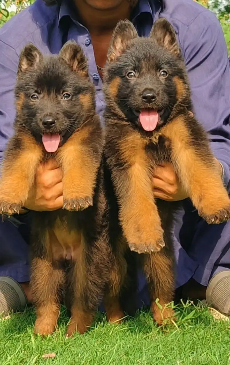 black and Golden German Shepherd long coat pearforce heavy bone marks — photo 2