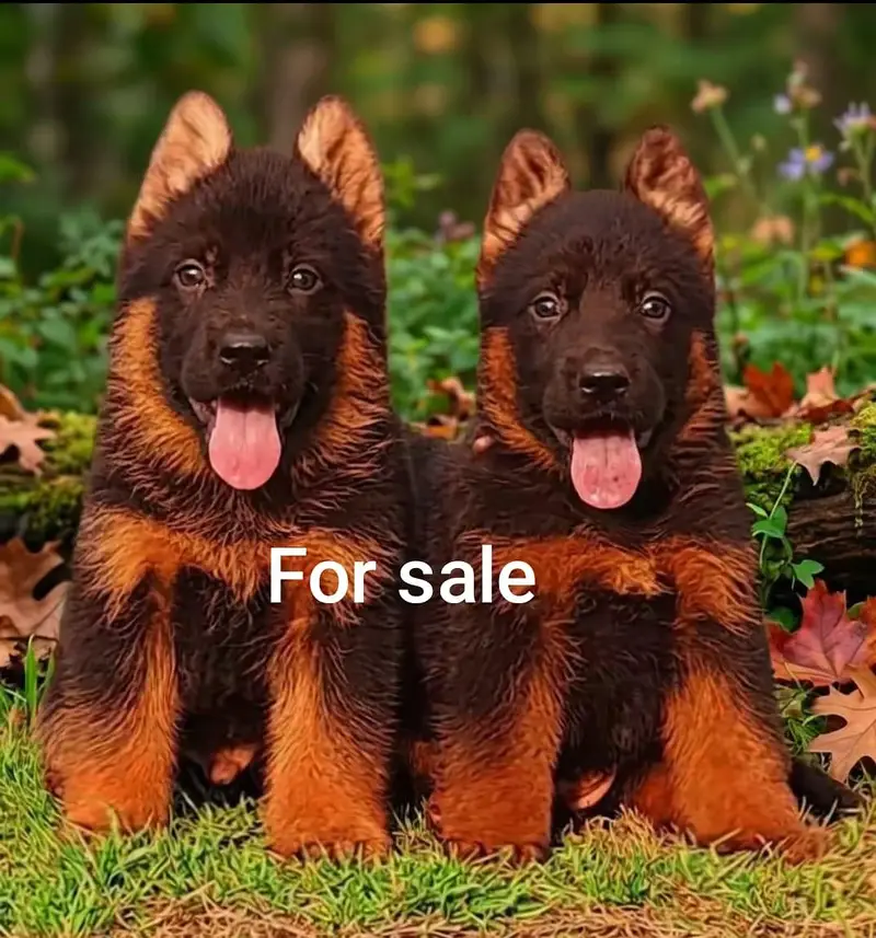 black and Golden German Shepherd long coat pearforce heavy bone marks — photo 3