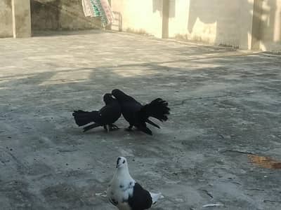 fancy kabooter lucky and others mix